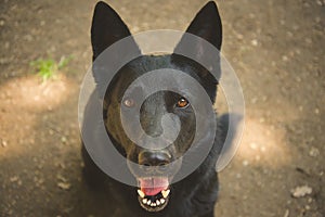 German shepherd black dog portrait close-up
