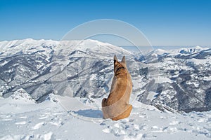 Alemán el perro a feliz nevado 