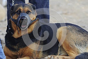 German shepherd breed dog or pet wearing a muzzle resting with owner in the background holding a leash