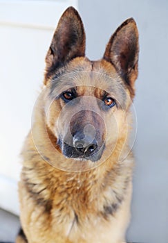 German Shepherd