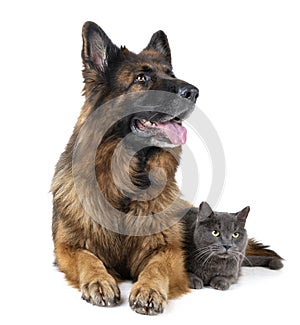 German shepherd and cat