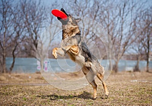 German shepherd catching Frisbee