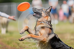 german shepherd catching frisbee in midair race event