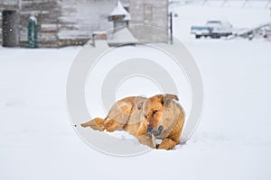 German Shepherd Chewing on a Bone in the Snow