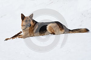 German shepherd chewing a stick