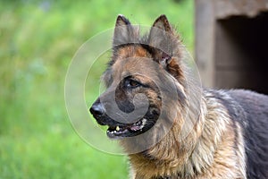 German Shepherd