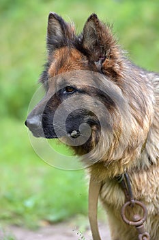 German Shepherd
