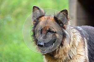 German Shepherd