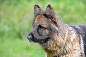 German Shepherd