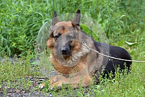 German Shepherd