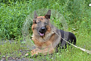 German Shepherd