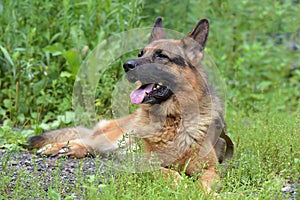 German Shepherd
