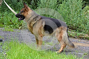German Shepherd