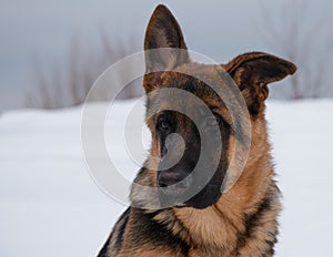 German shepherd close up portrait in winter with white snow