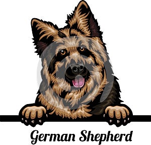 German Shepherd - Color Peeking Dogs - breed face head isolated on white
