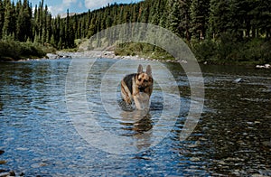 German Shepherd cooling off in Alberta river