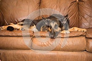 German Shepherd on couch