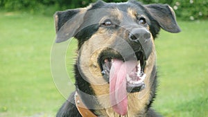 German Shepherd Cross