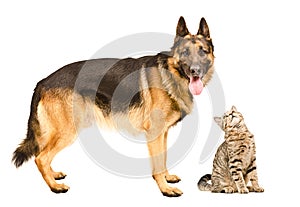German Shepherd and a curious cat Scottish Straight