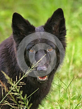 German Shepherd dog