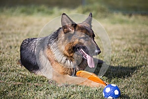 German Shepherd Dog