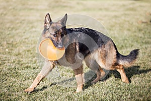 German Shepherd Dog