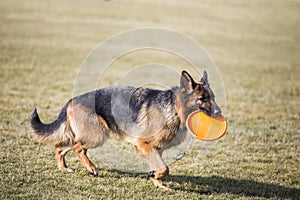 German Shepherd Dog