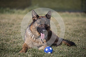 German Shepherd Dog