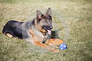 German Shepherd Dog