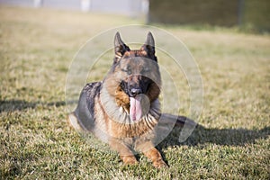 German Shepherd Dog