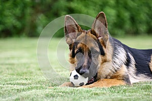 Tedesco il cane 