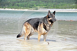 German Shepherd Dog