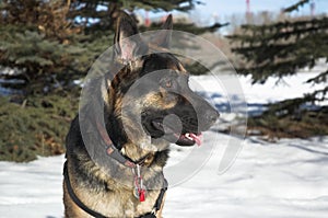 German Shepherd Dog