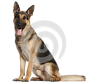 German Shepherd Dog, 2 and a half years old