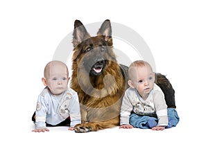 German shepherd dog with 2 twins boy