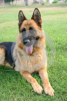 German shepherd dog