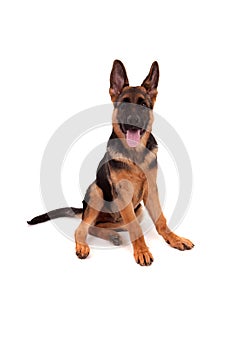 German Shepherd dog