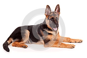 German Shepherd dog