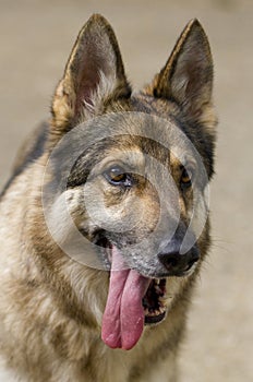 German Shepherd dog