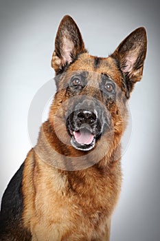 German shepherd dog