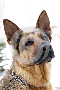 German shepherd dog