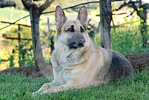 German Shepherd Dog