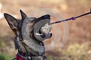 german shepherd Dog