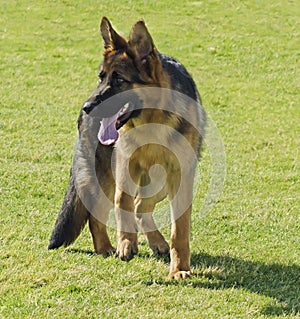 German Shepherd Dog