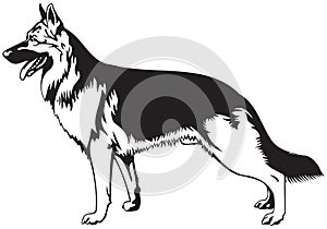 German Shepherd dog