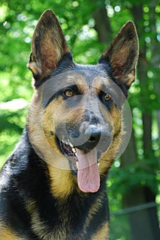 German Shepherd Dog