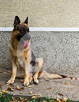 German Shepherd Dog