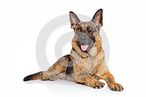 German Shepherd dog