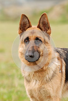 German shepherd dog