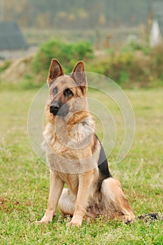 German shepherd dog